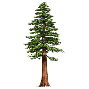 redwood-1-600