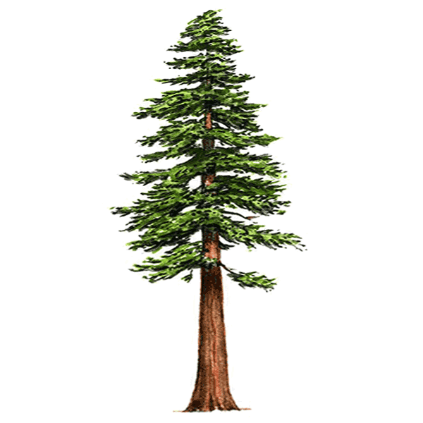 redwood-1-600-white